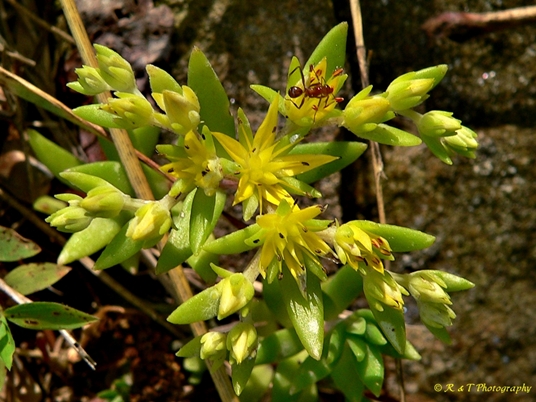 {Sedum sarmentosum}